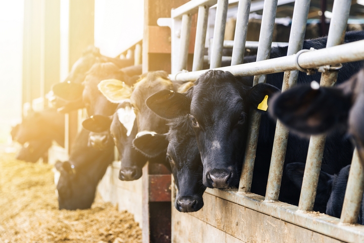 9 Common Equipment Used on a Dairy Farm
